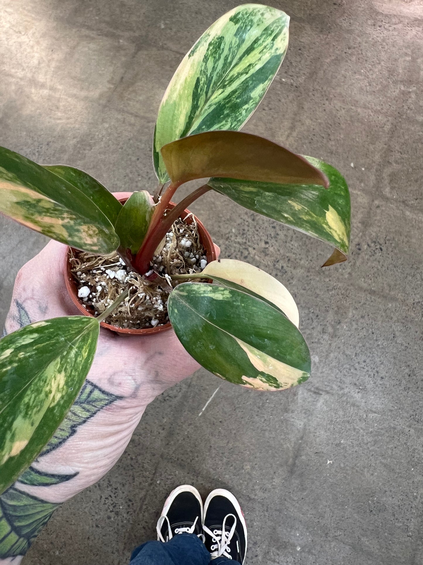 Philodendron Red Congo Variegated