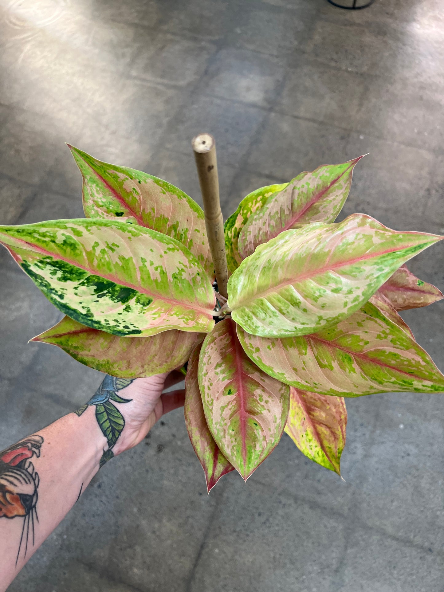 Aglaonema Prakhaiphet