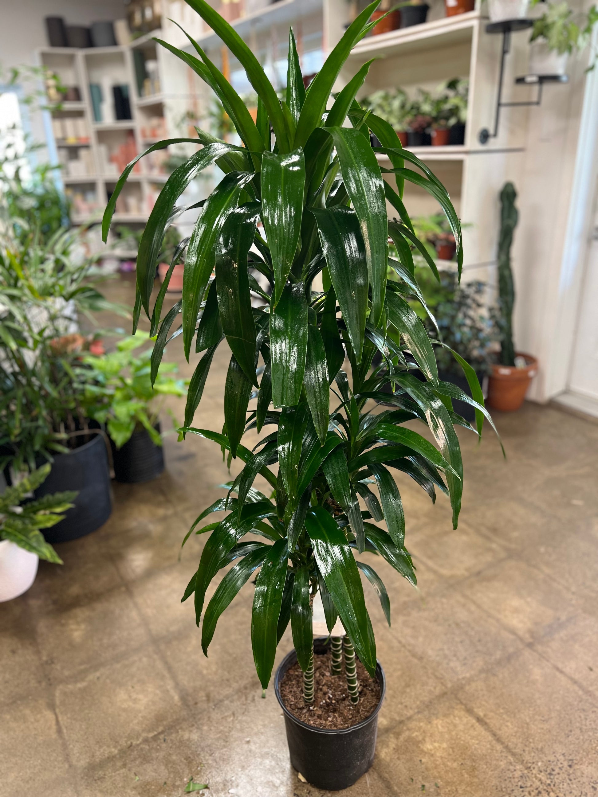 dracaena janet craig lisa Dracaena Janet Craig Lisa Cane 3'2'1'