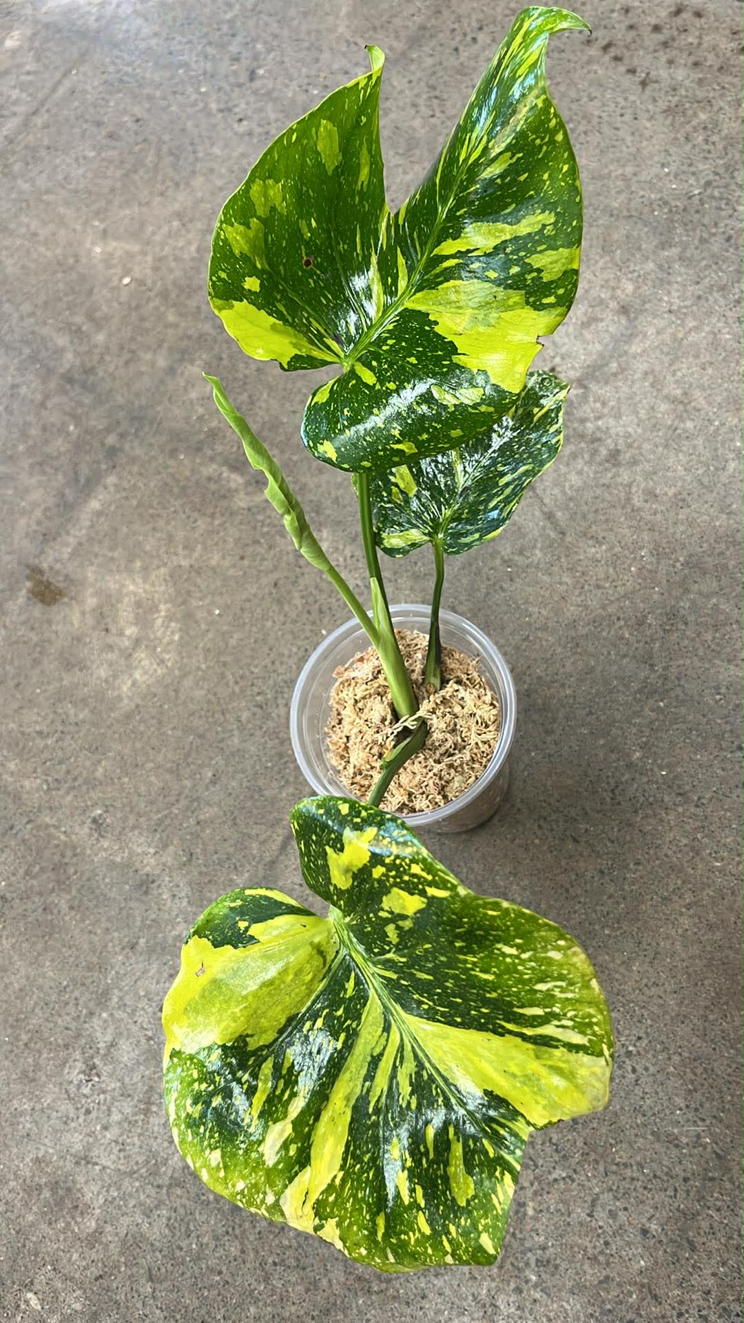 Monstera Electrolyte