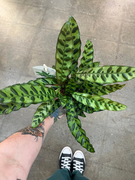 Calathea Lancifolia