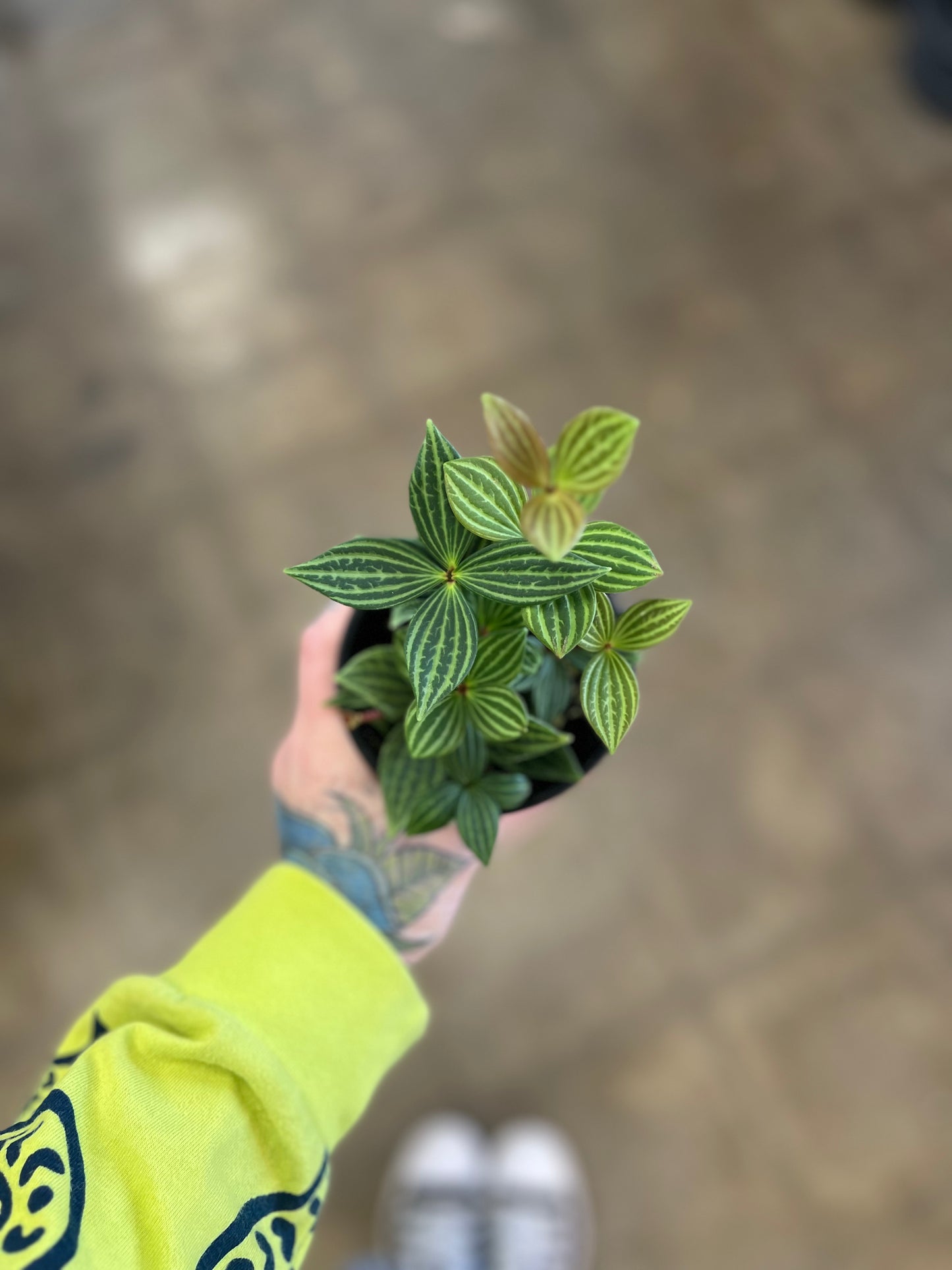 Peperomia Iron Cross