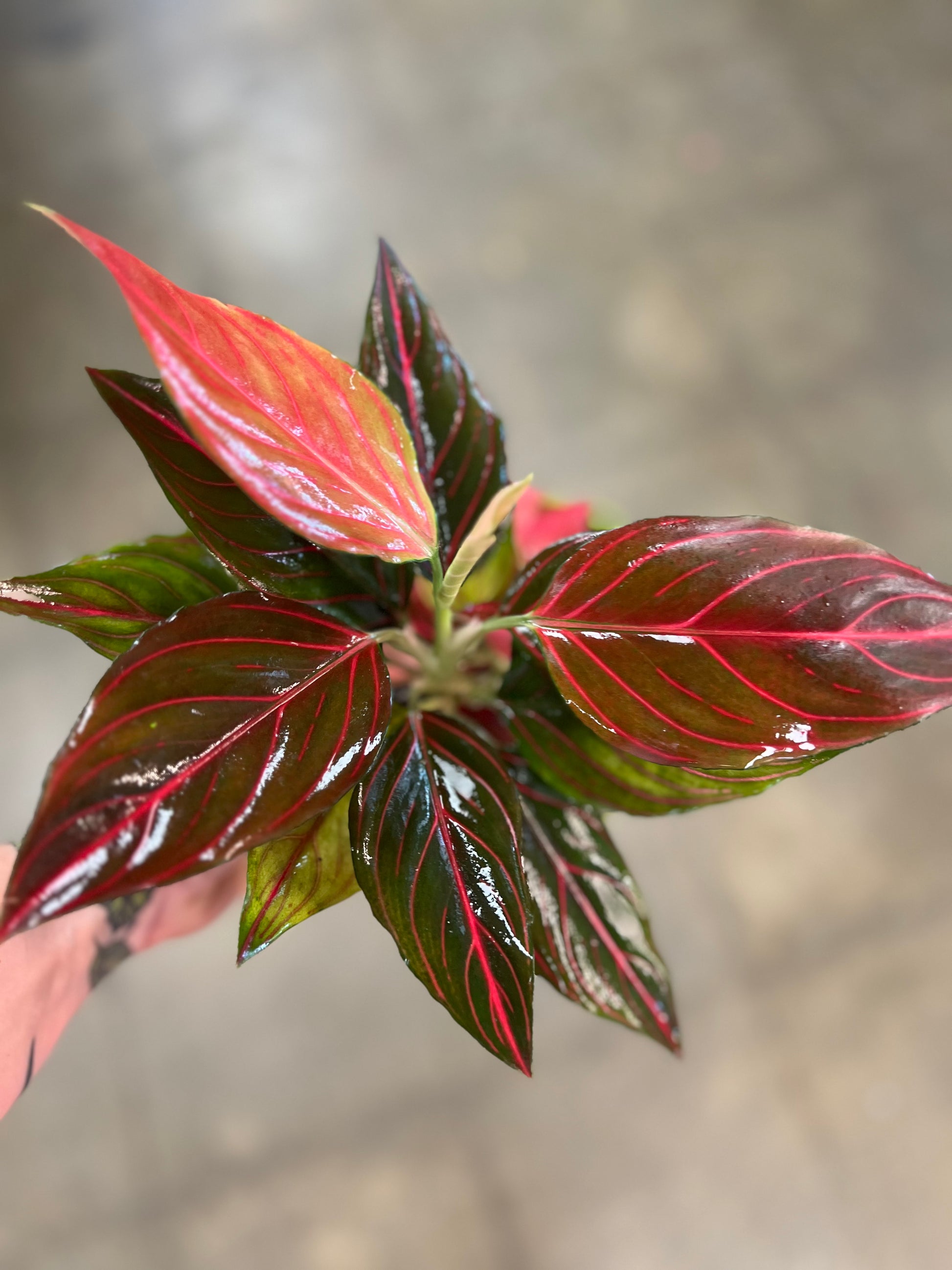 aglaonema red vein care Aglaonema Red Vein