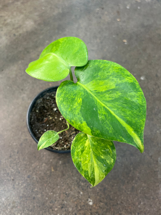 Monstera Yellow Marilyn #2