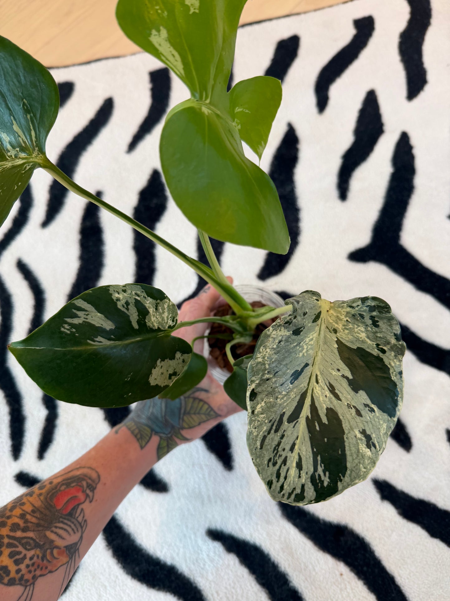 Monstera Bulbasaur #15