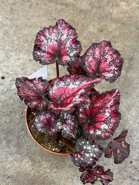 Bégonia Harmony's Gift Wrap