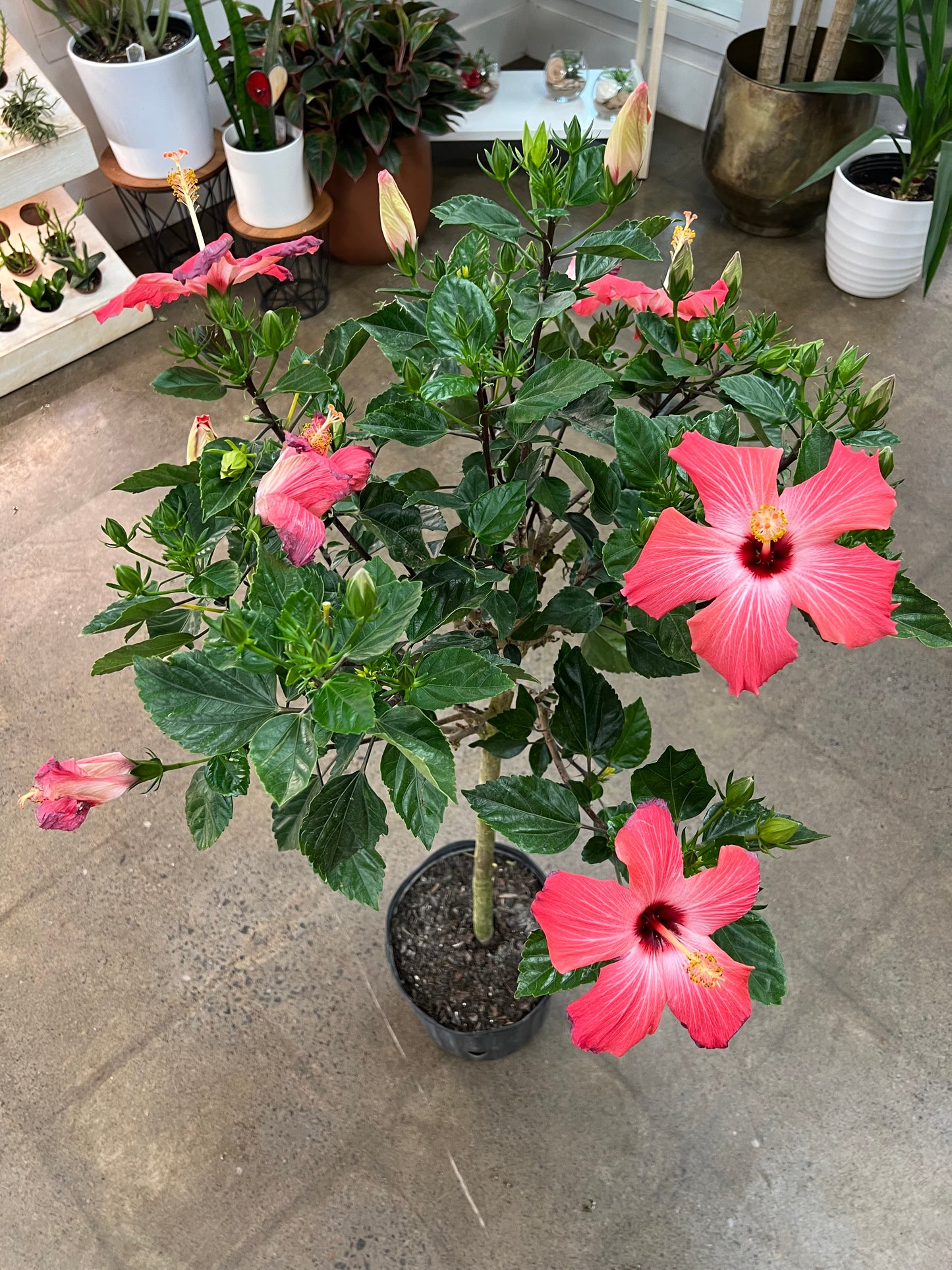 Hibiscus sur Tige