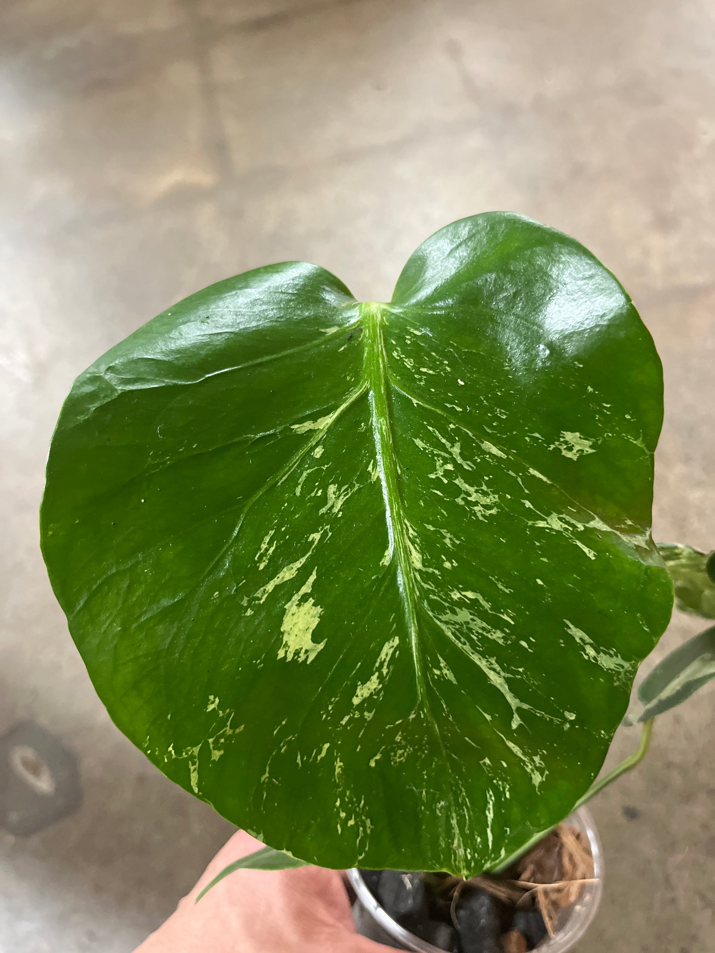 Monstera Bulbasaur