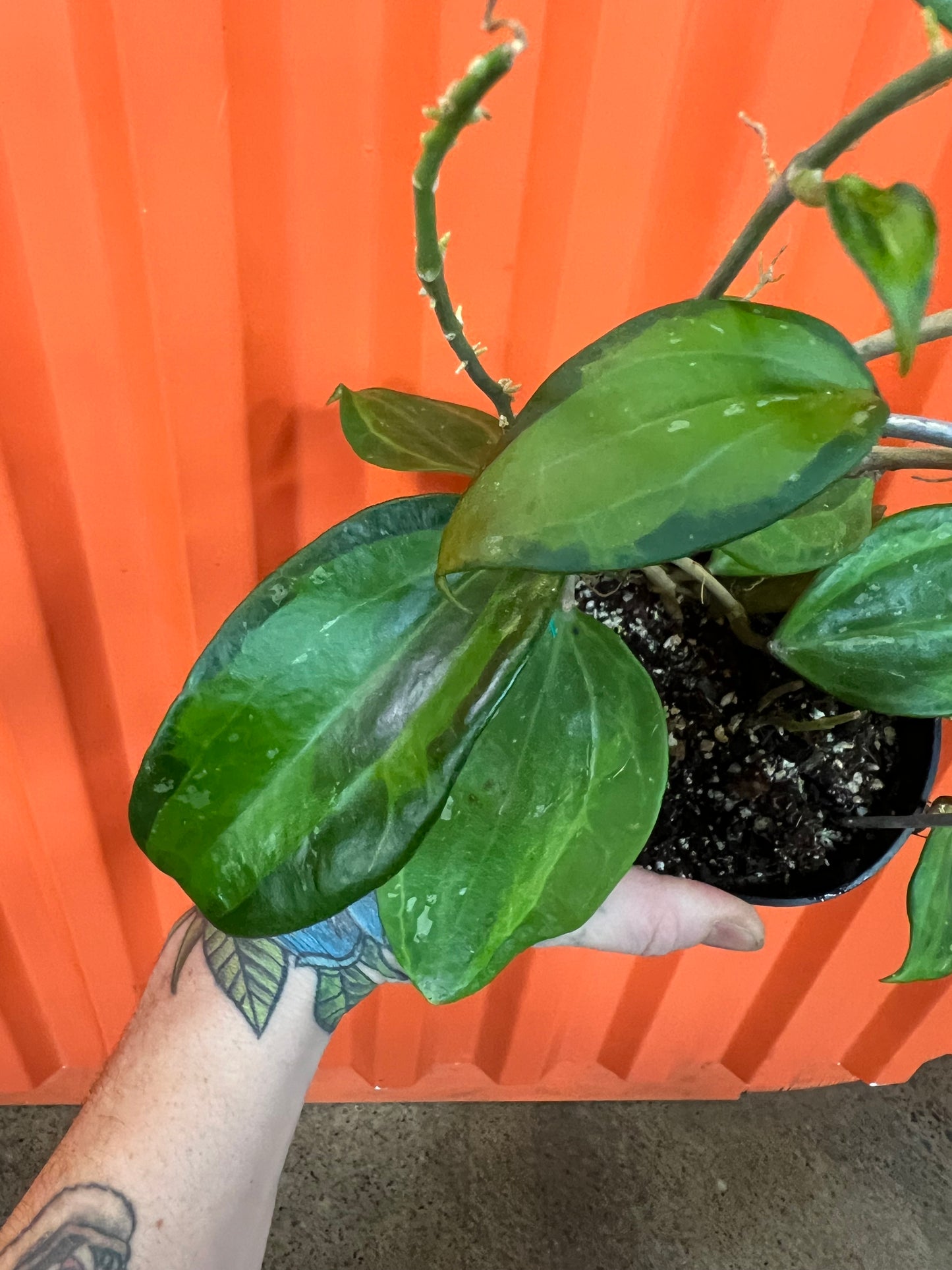 Hoya Macrophylla Baibua