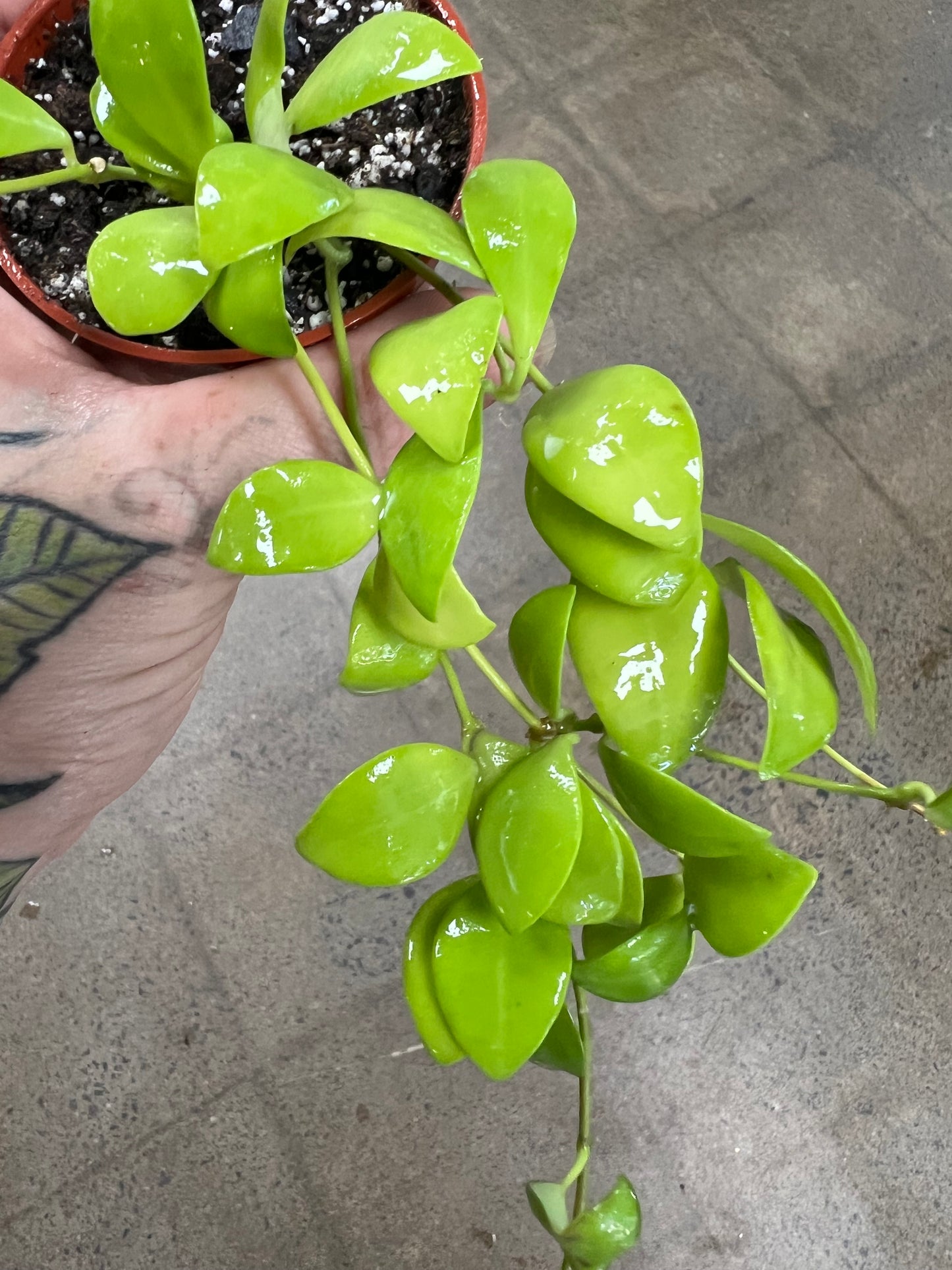 Hoya Nummularioides