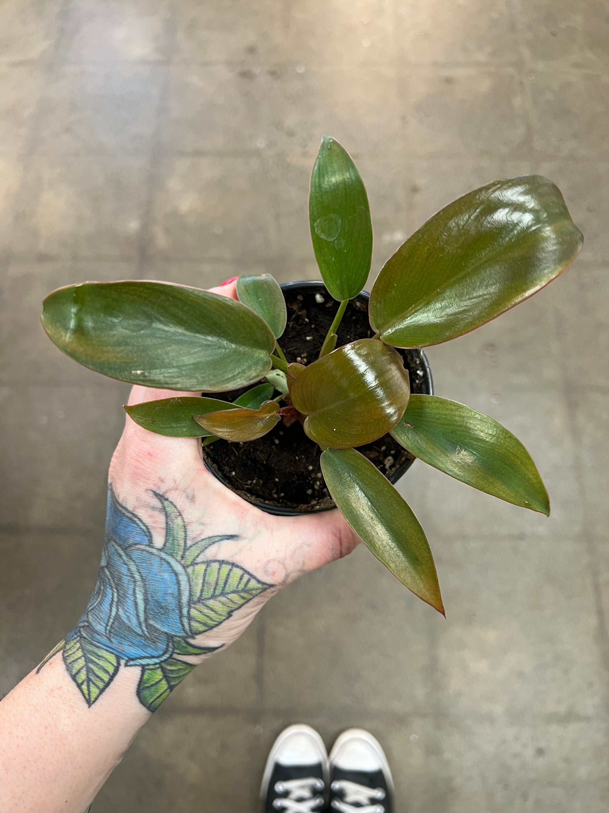 philodendron sayaka Philodendron Sayaka