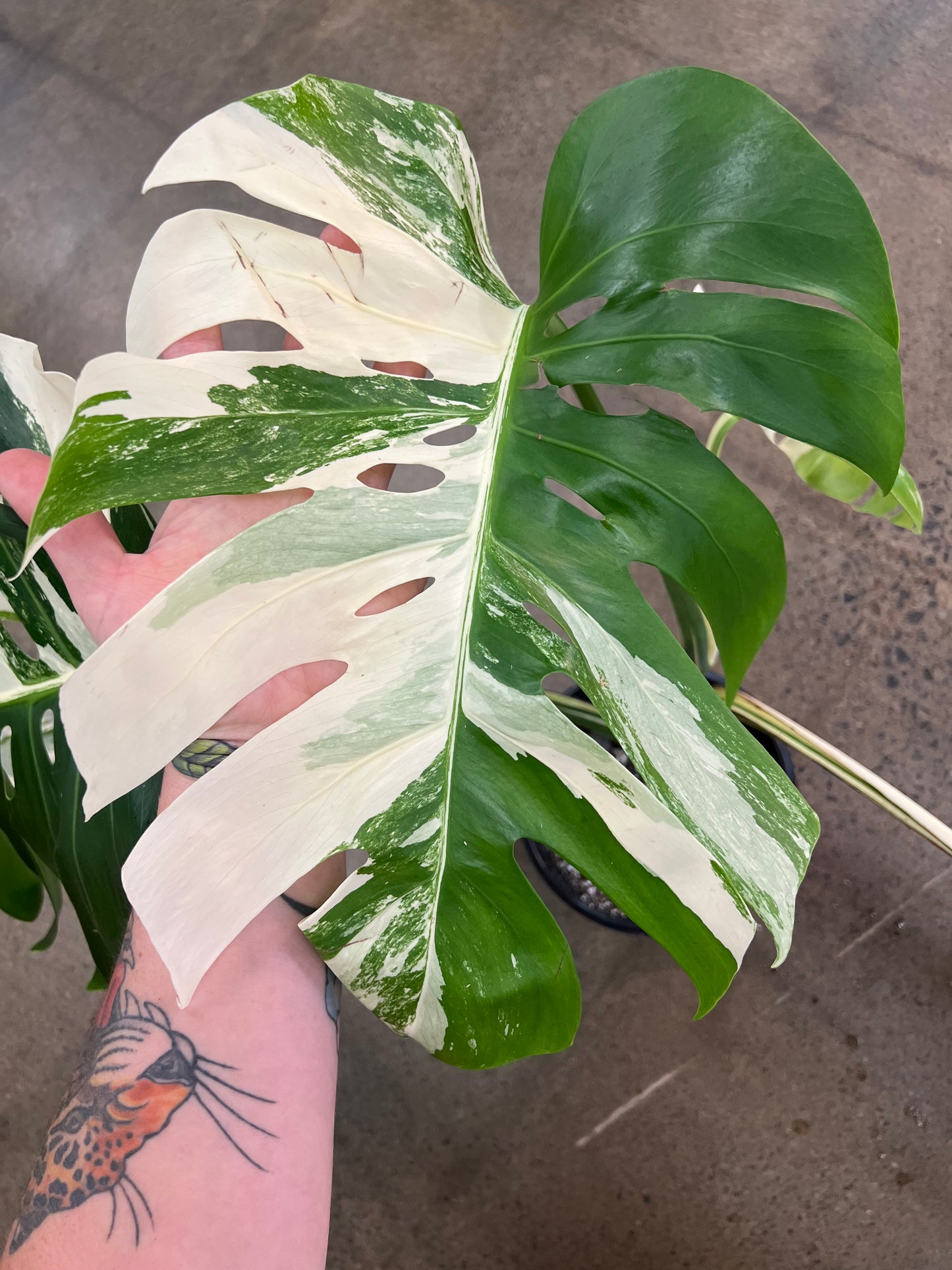 Monstera Albo #22