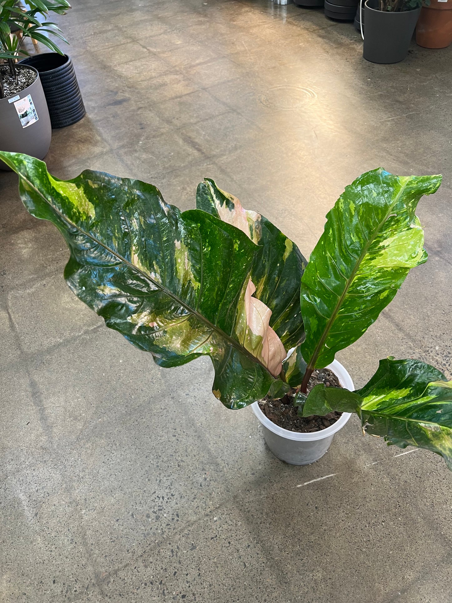 Anthurium Hookeri Pink Panaché