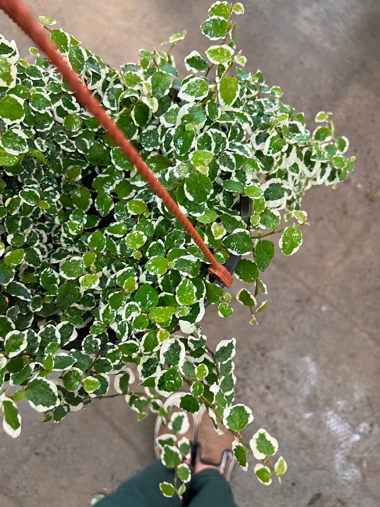 Ficus Pumila Panaché