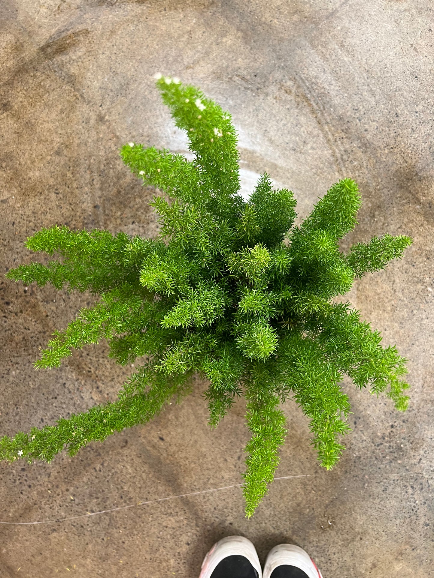 Fern Foxtail