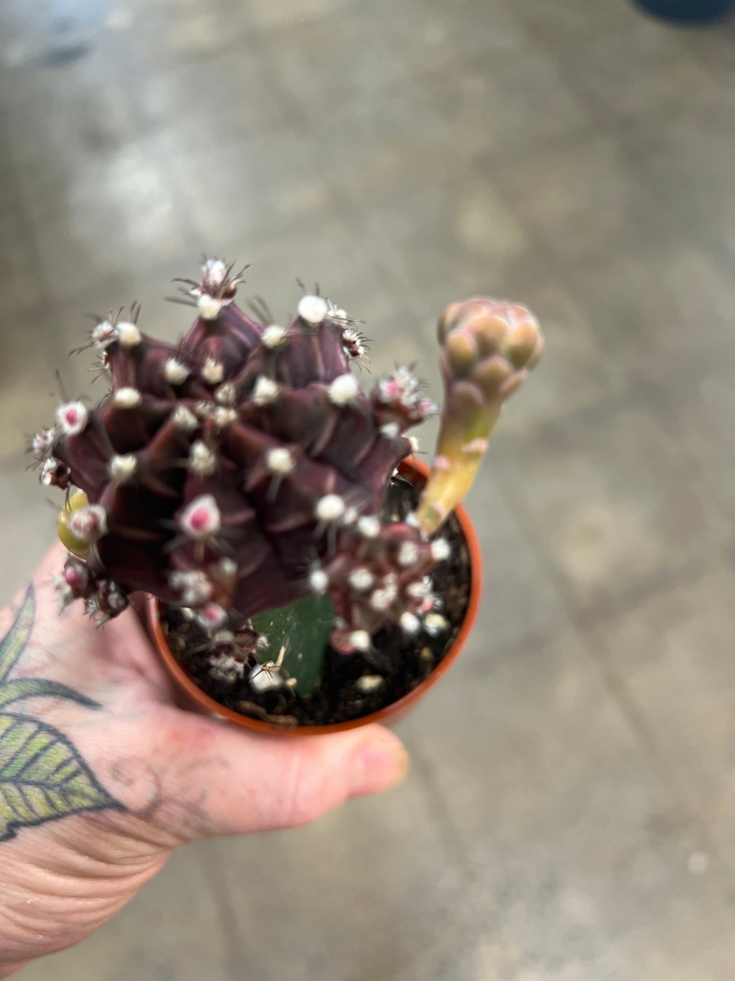 Cactus Greffé