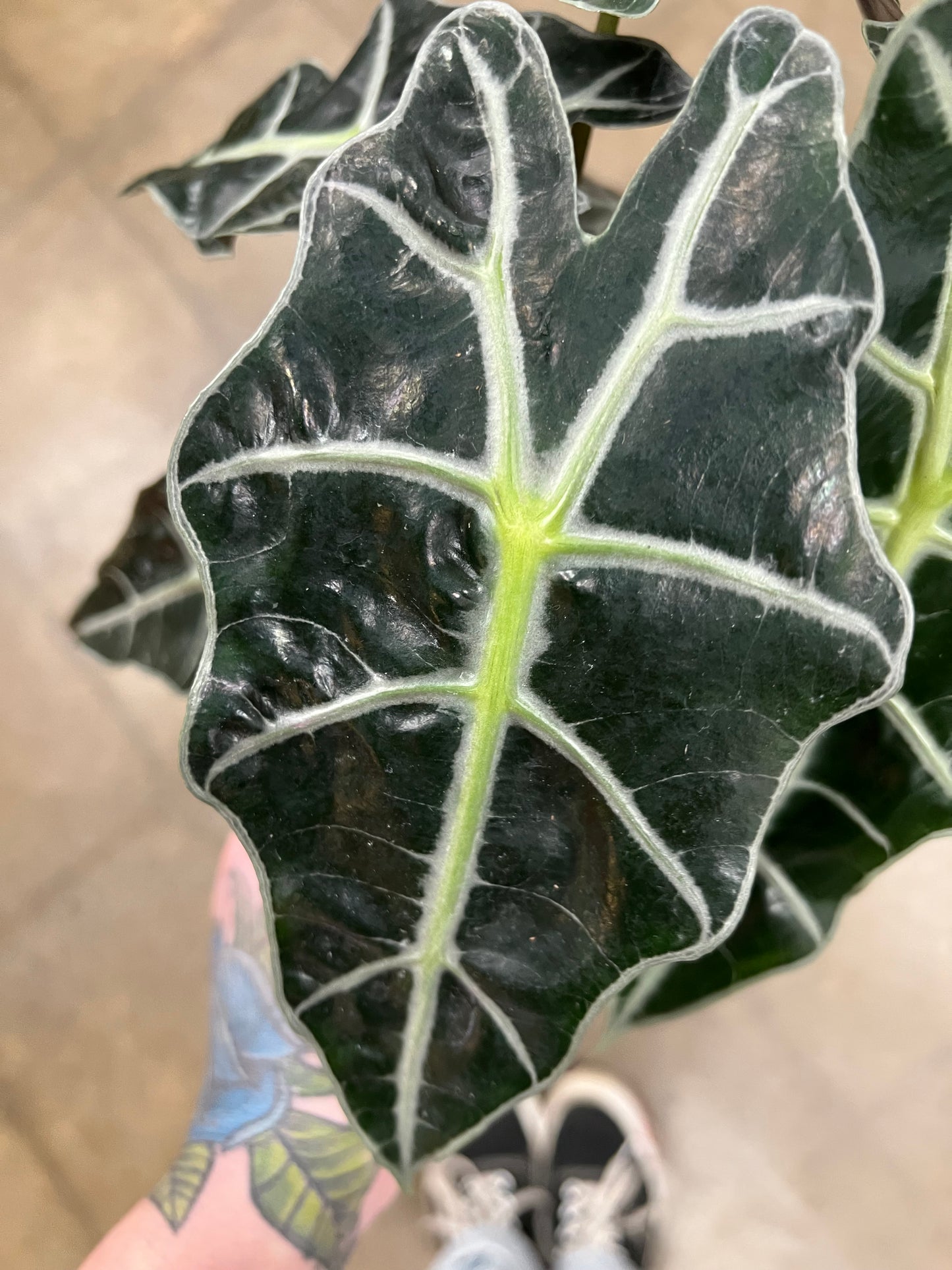 Alocasia Amazonica Polly