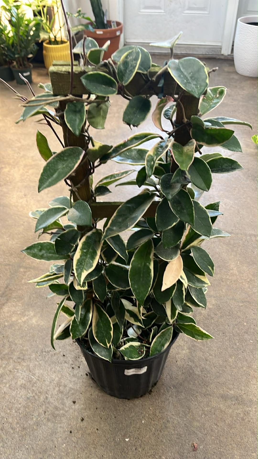 Hoya Krimson Queen Trellis