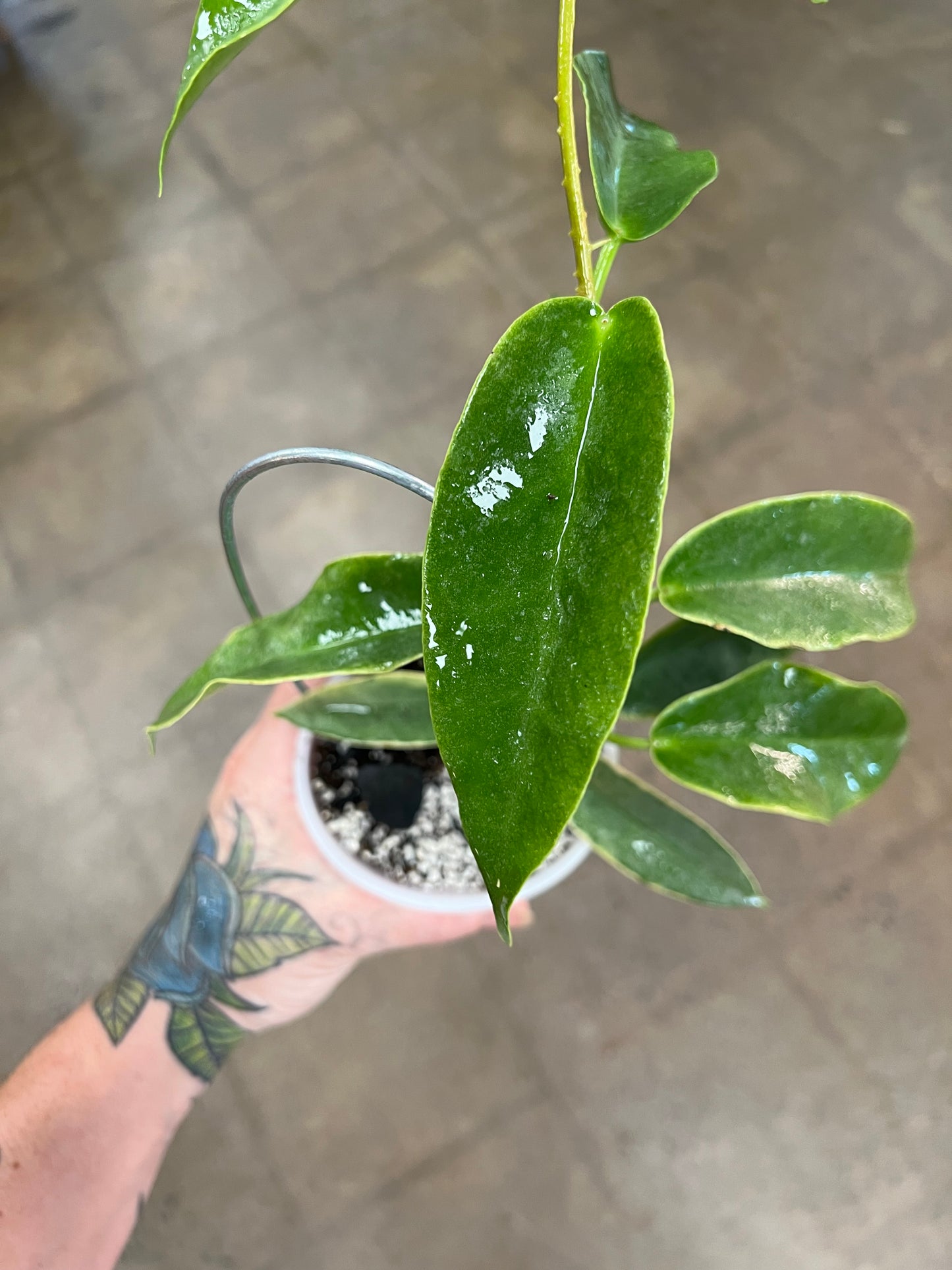 Hoya Archboldiana Albomarginata