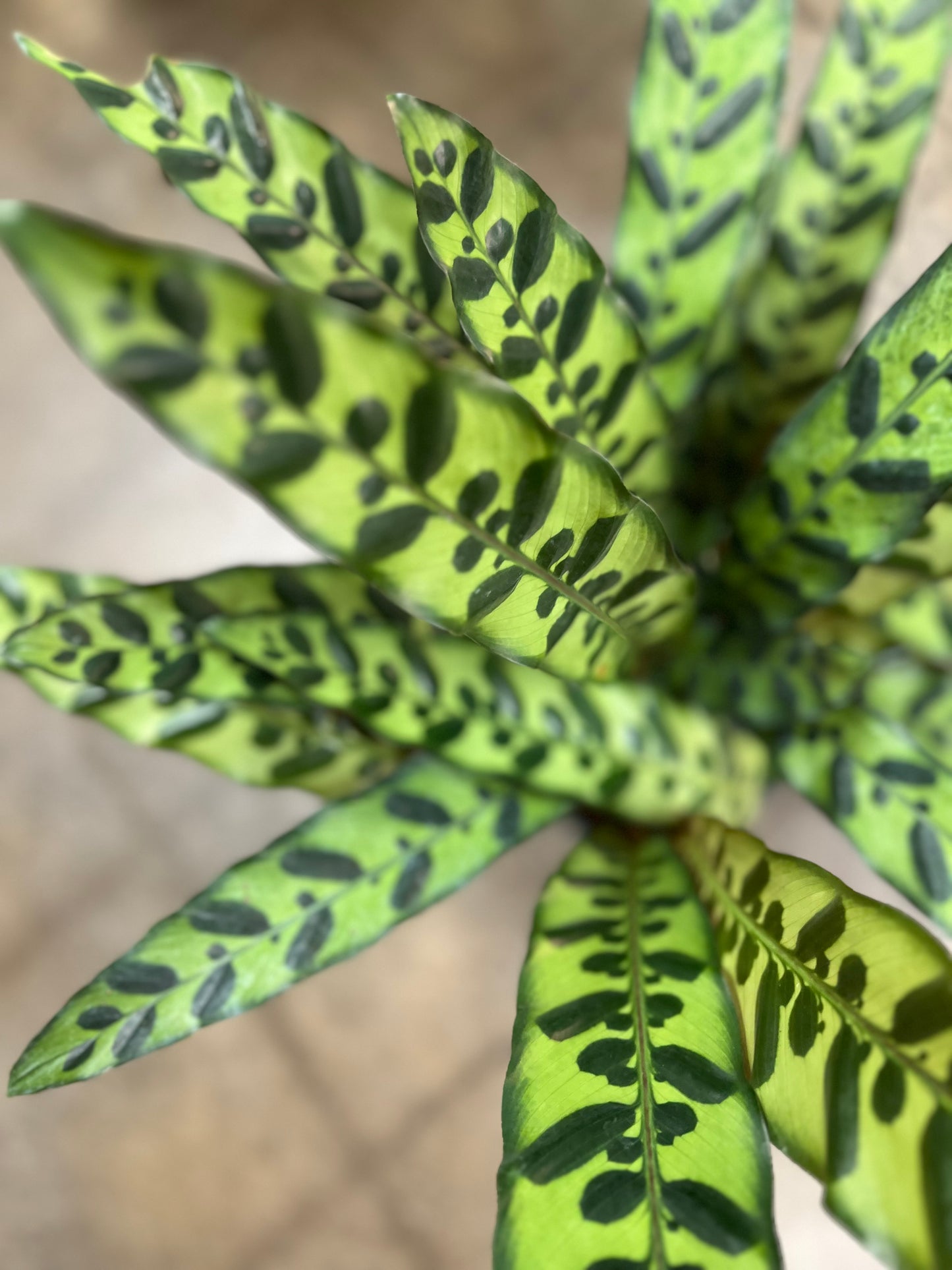Calathea Lancifolia