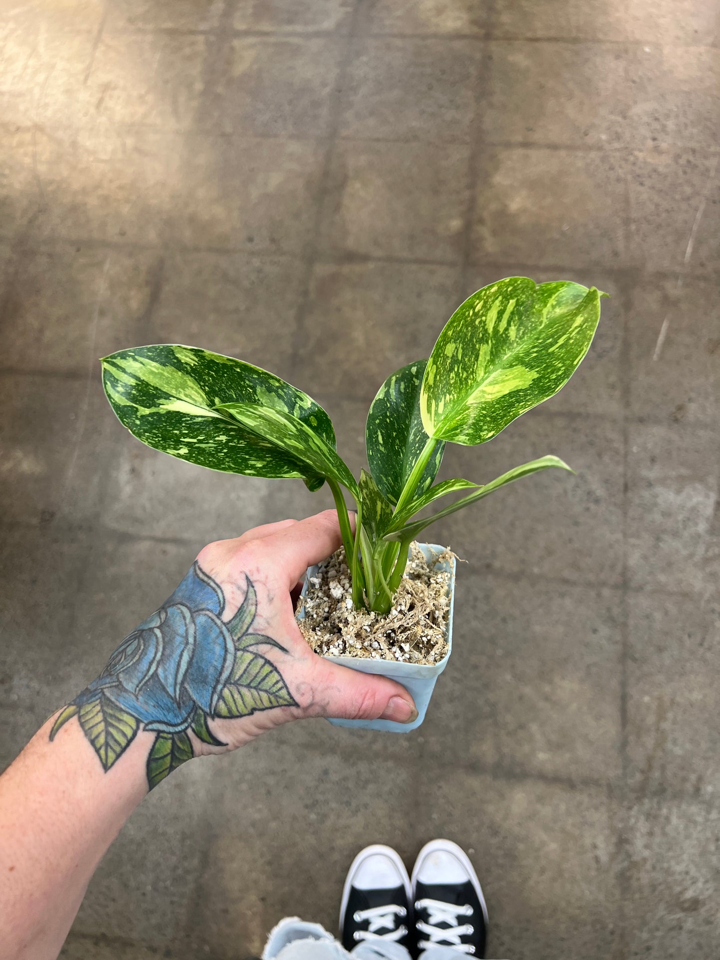 Philodendron Green Congo Nuclear