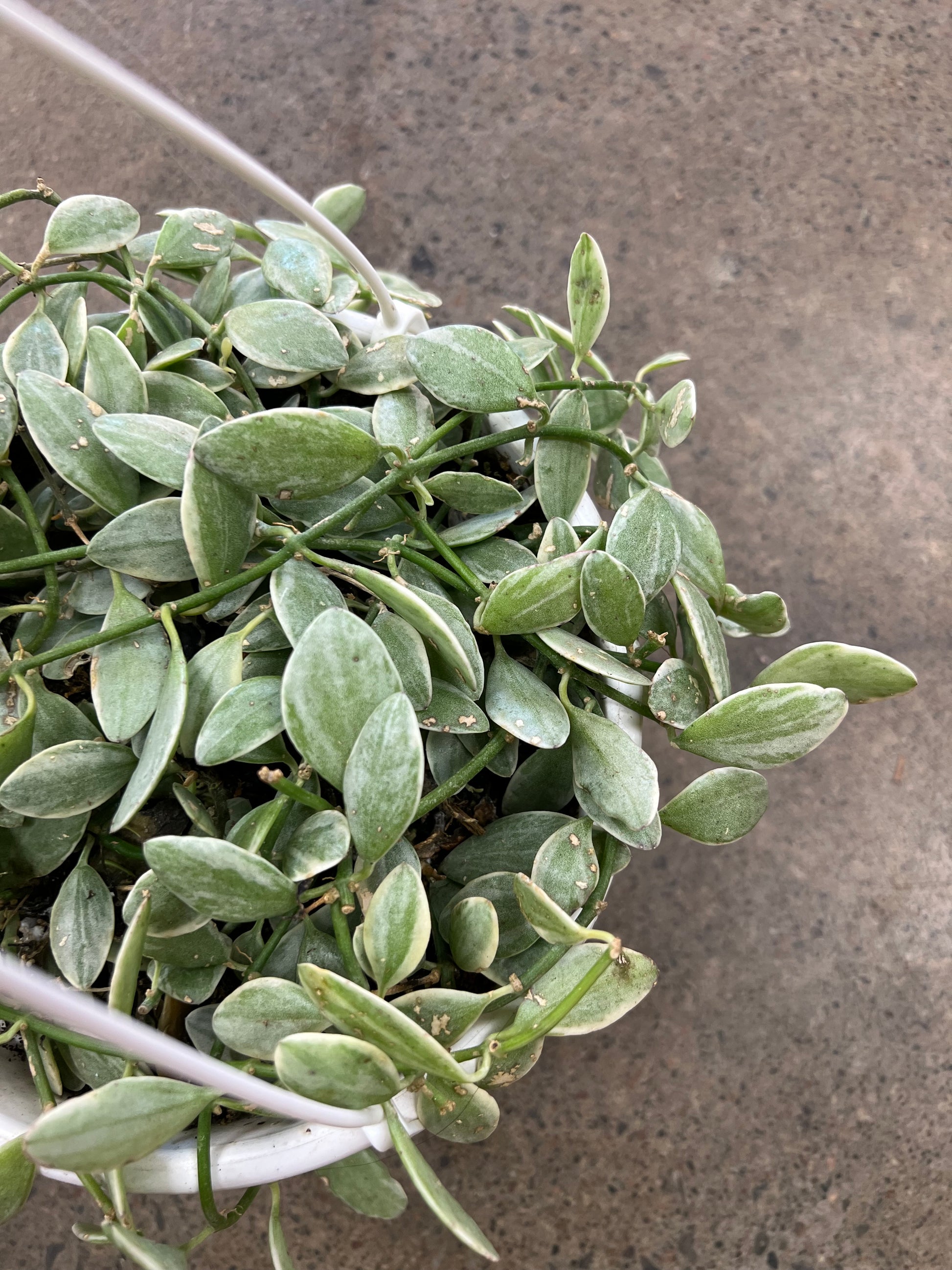 white diamond succulent Dischidia White Diamond – jungleroseinc