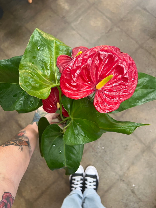 Anthurium Rouge