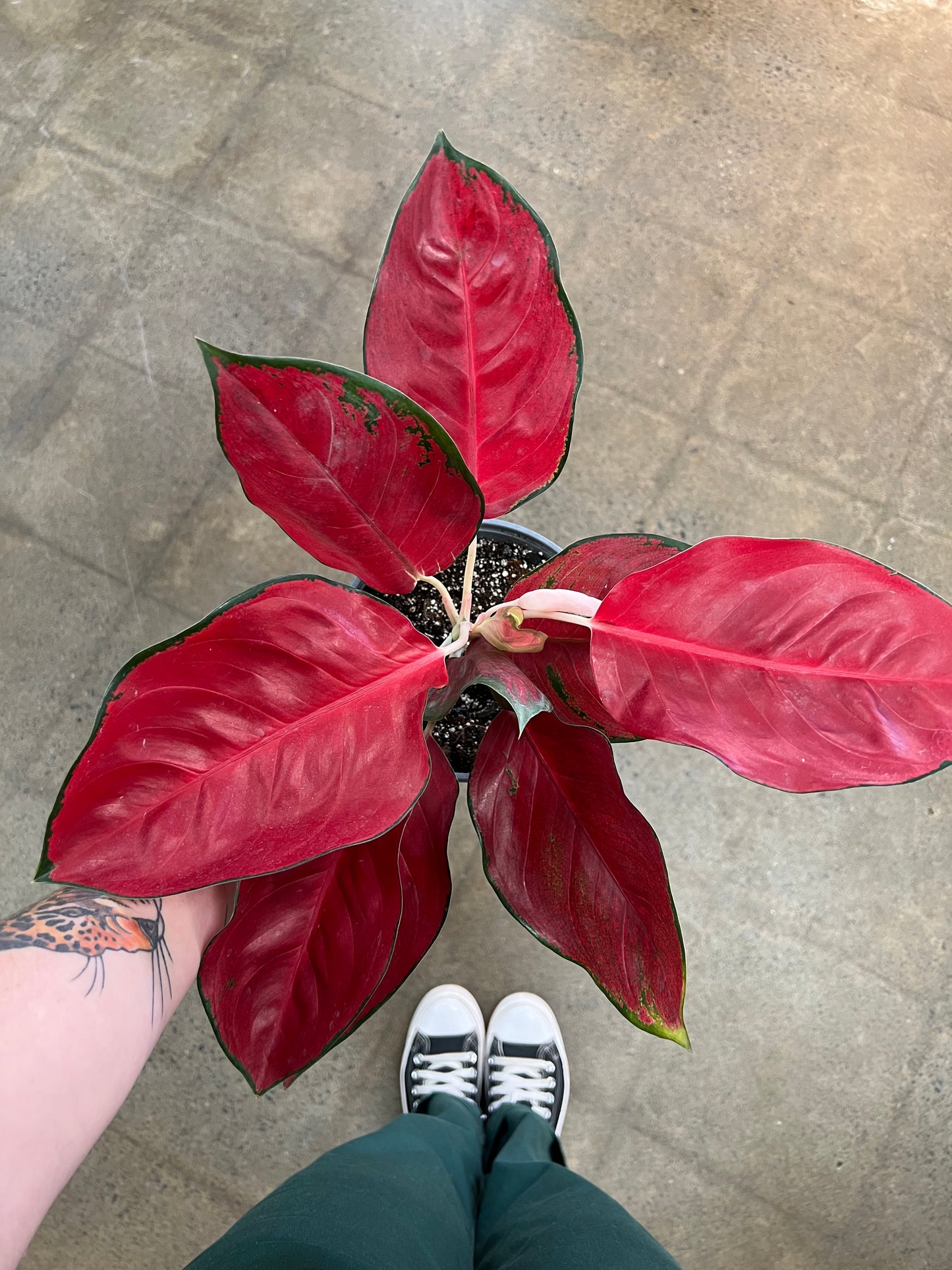 Aglaonema Suksom Jaipong