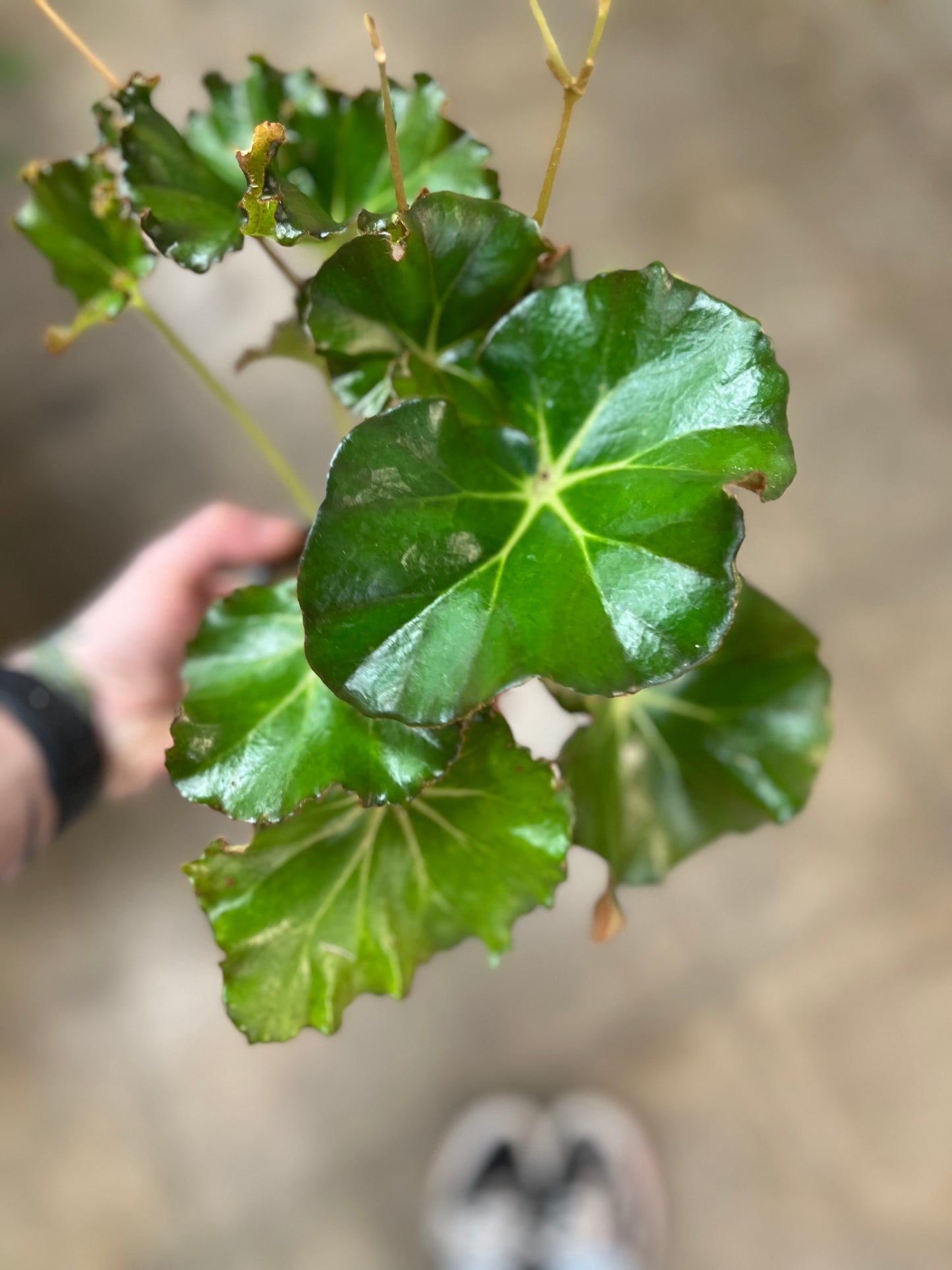 Bégonia  Foliage