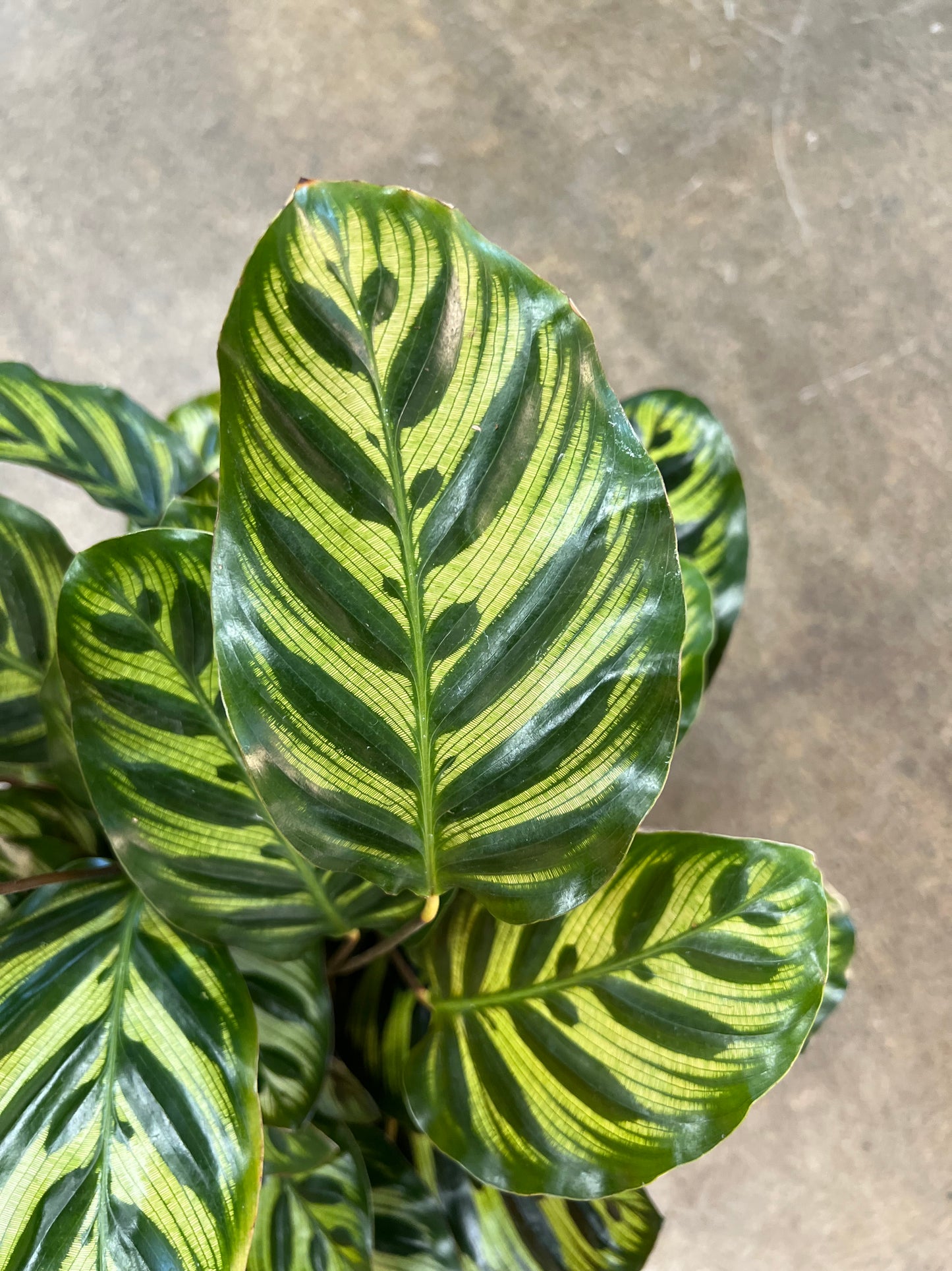 Calathea Makoyana