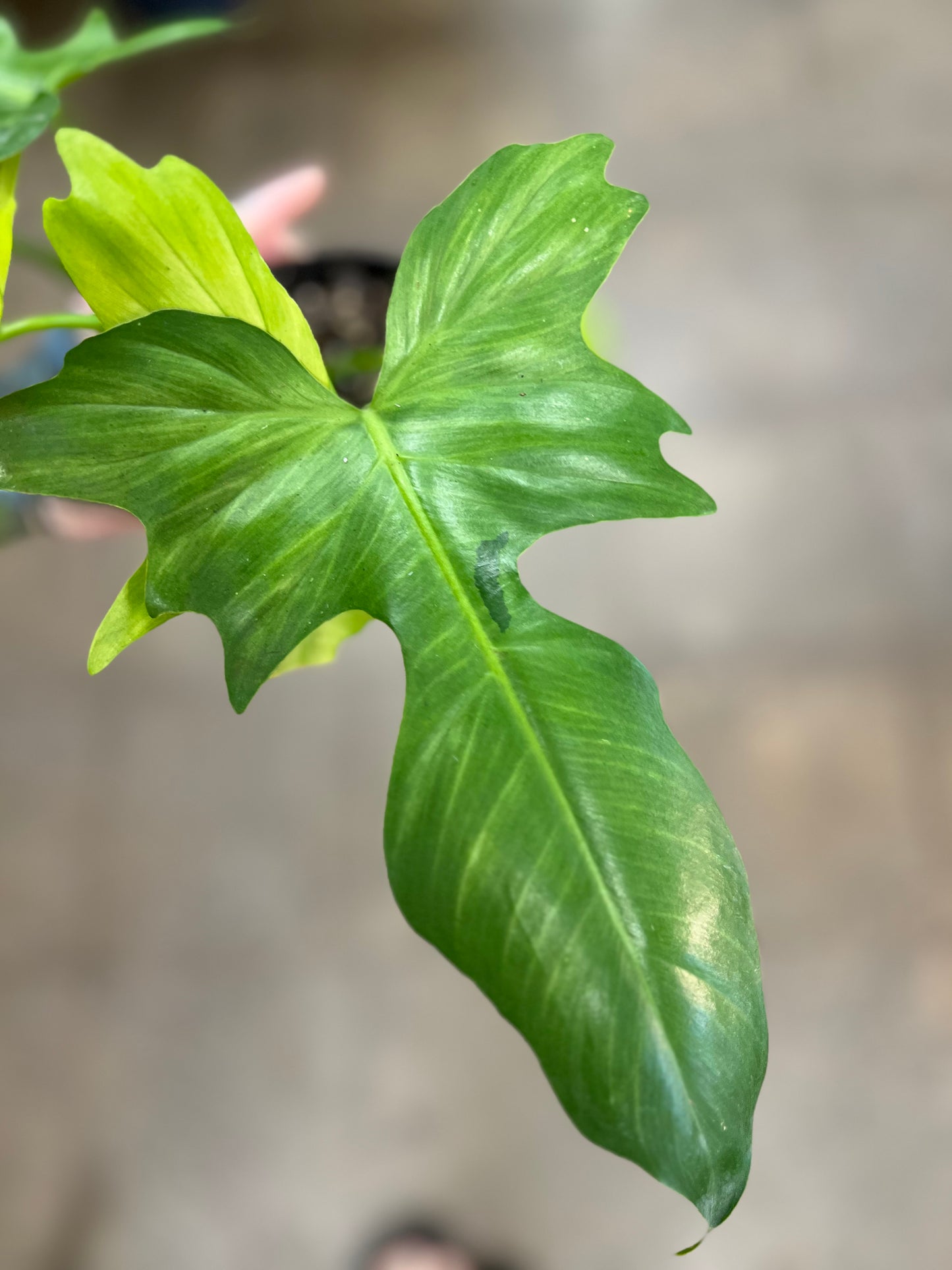 Philodendron Golden Dragon Mint