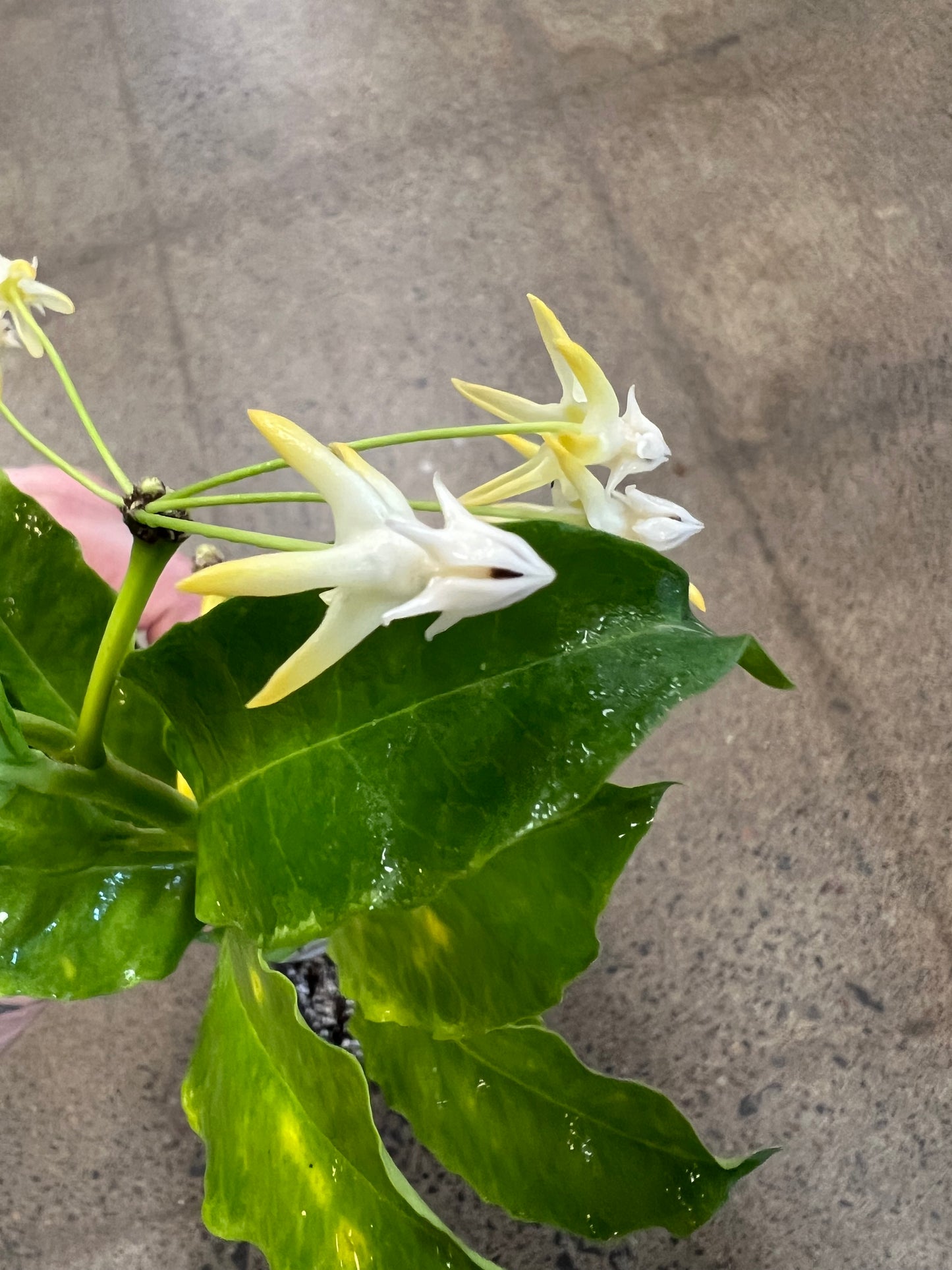 Hoya Multiflora Albomarginata