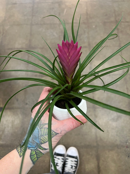 Bromélia Cyanea