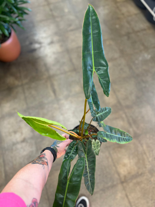 Philodendron Billitiae