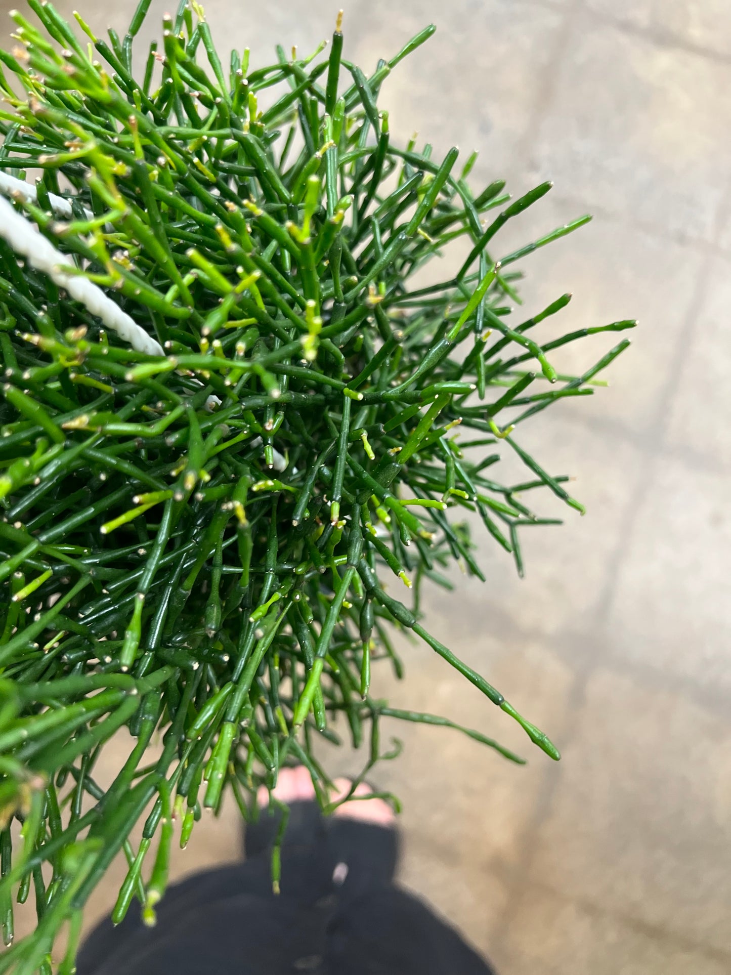 Rhipsalis Hatiora Asst.