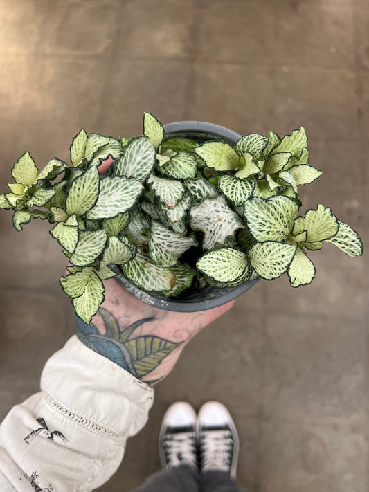 Fittonia White Anne
