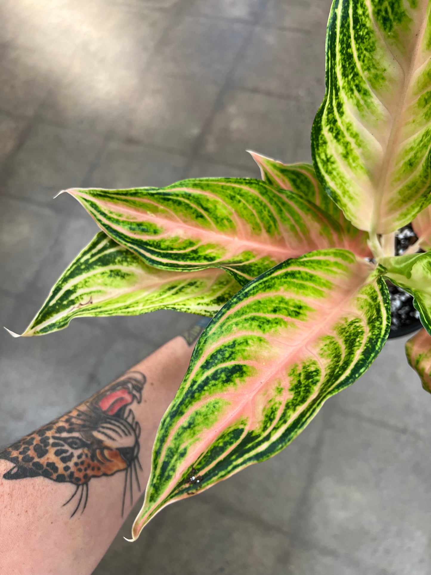 Aglaonema Pink Panama