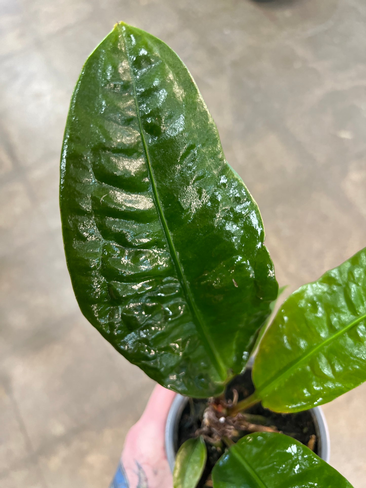 Anthurium Superbum