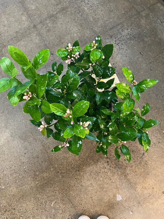 Citrus Lemon Meyer