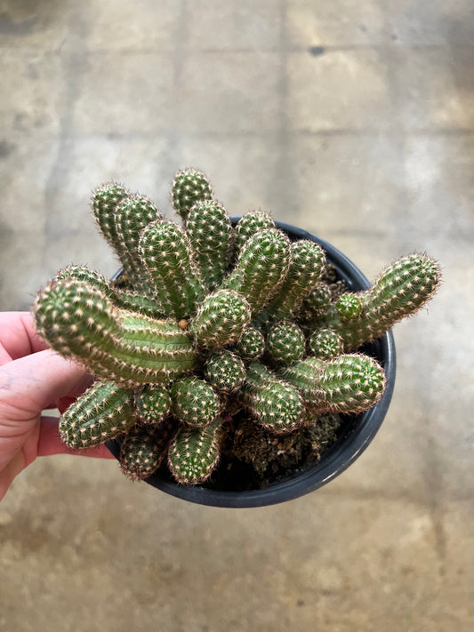 Echinopsis Chamaecereus