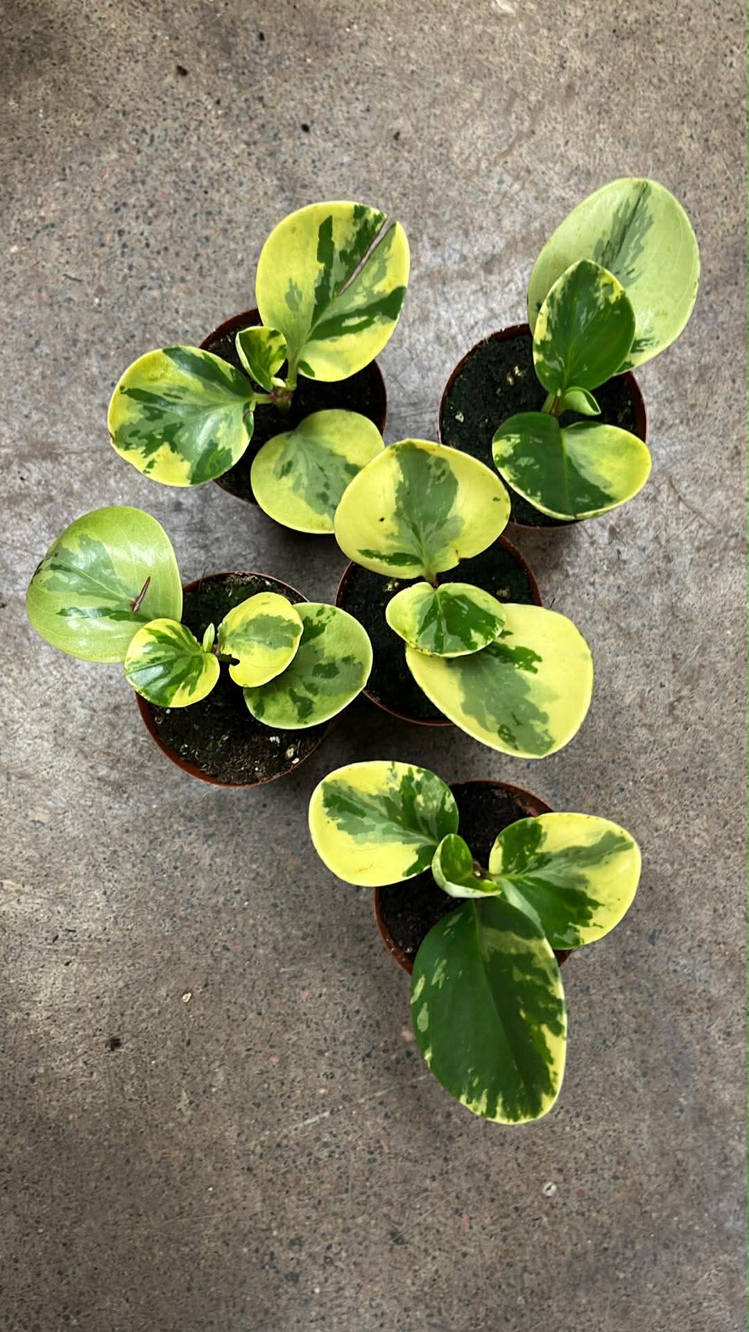 Peperomia Obtusifolia Lemon Lime