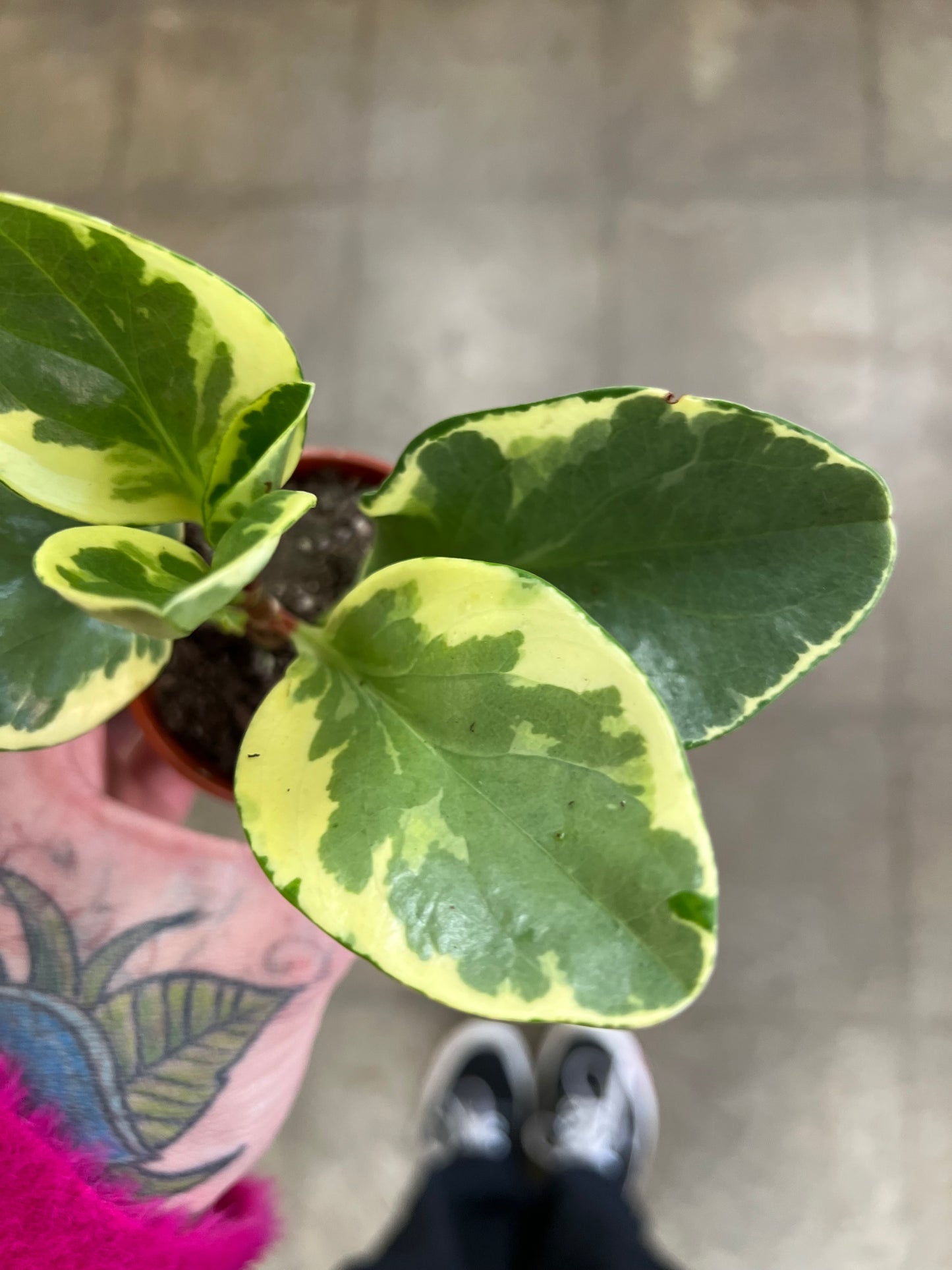 Peperomia Marble