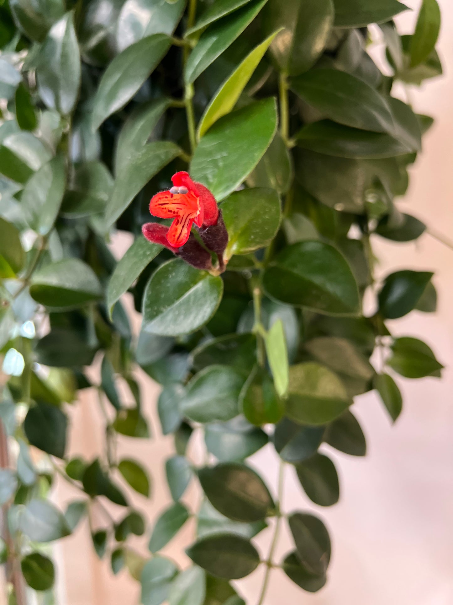 Aeschynanthus Mona lisa