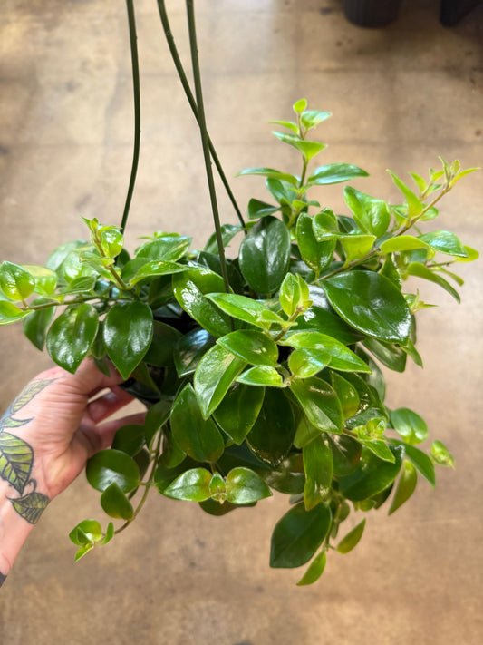 Aeschynanthus Mona Lisa Lipstick