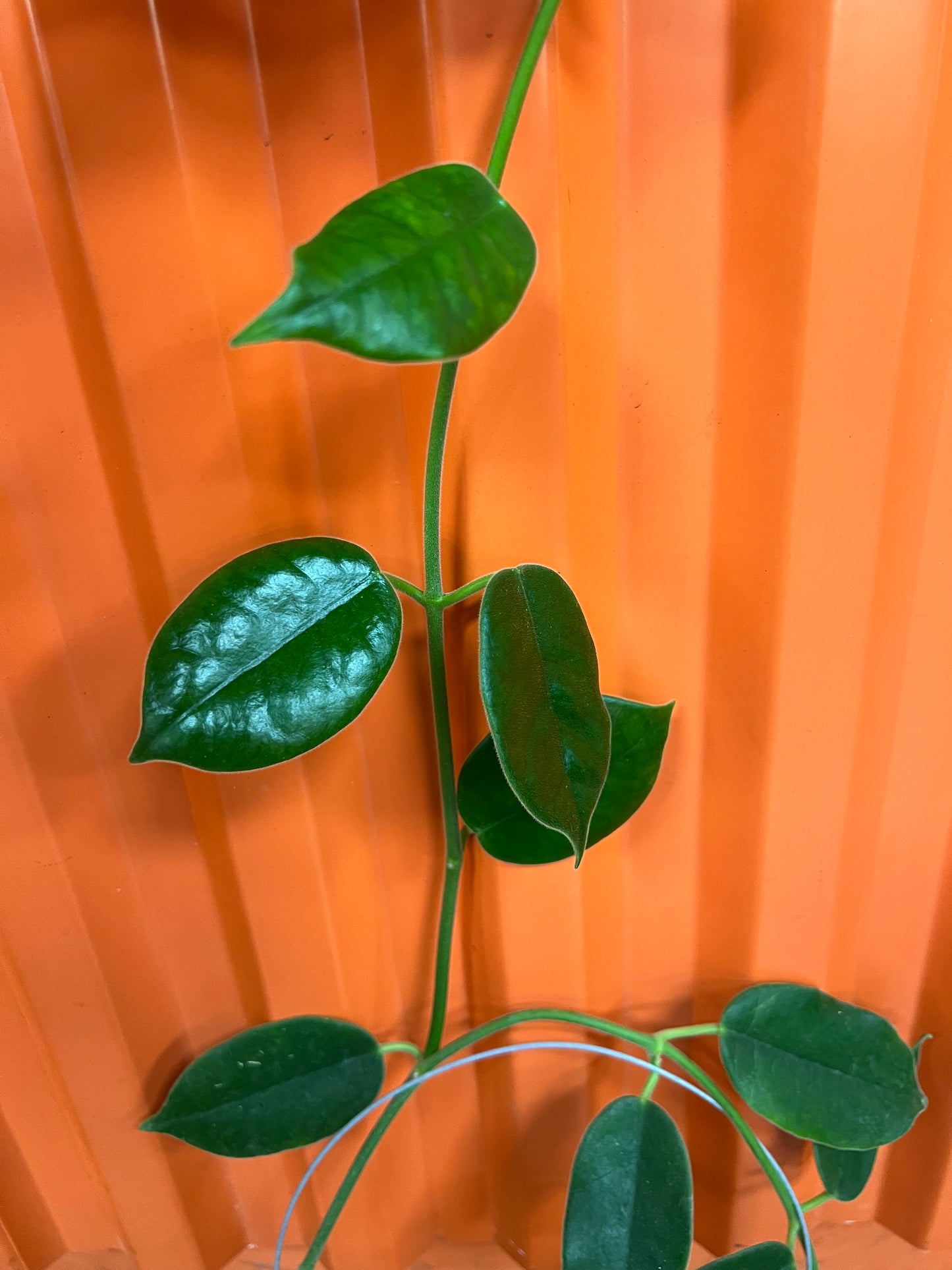 Hoya Lauterbachii