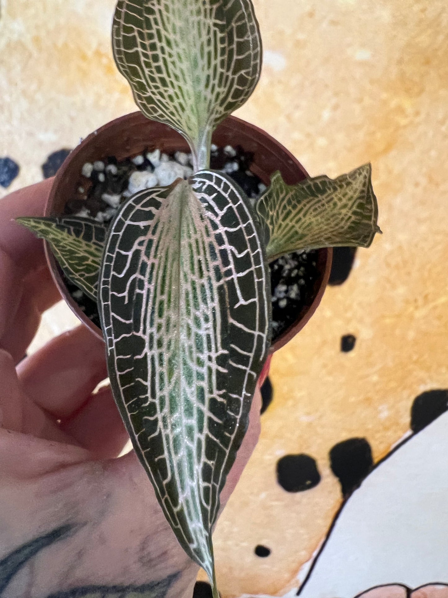 Jewel Orchid Goodyera Rostellata