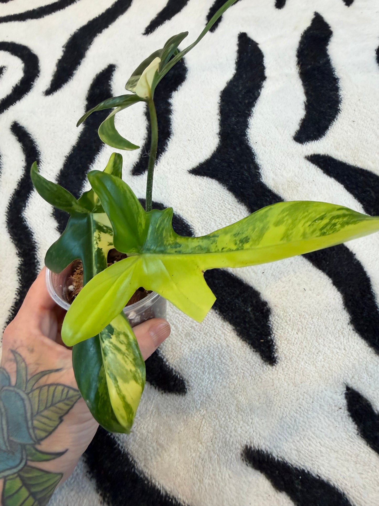 Philodendron Florida Beauty Variegated  Small #2