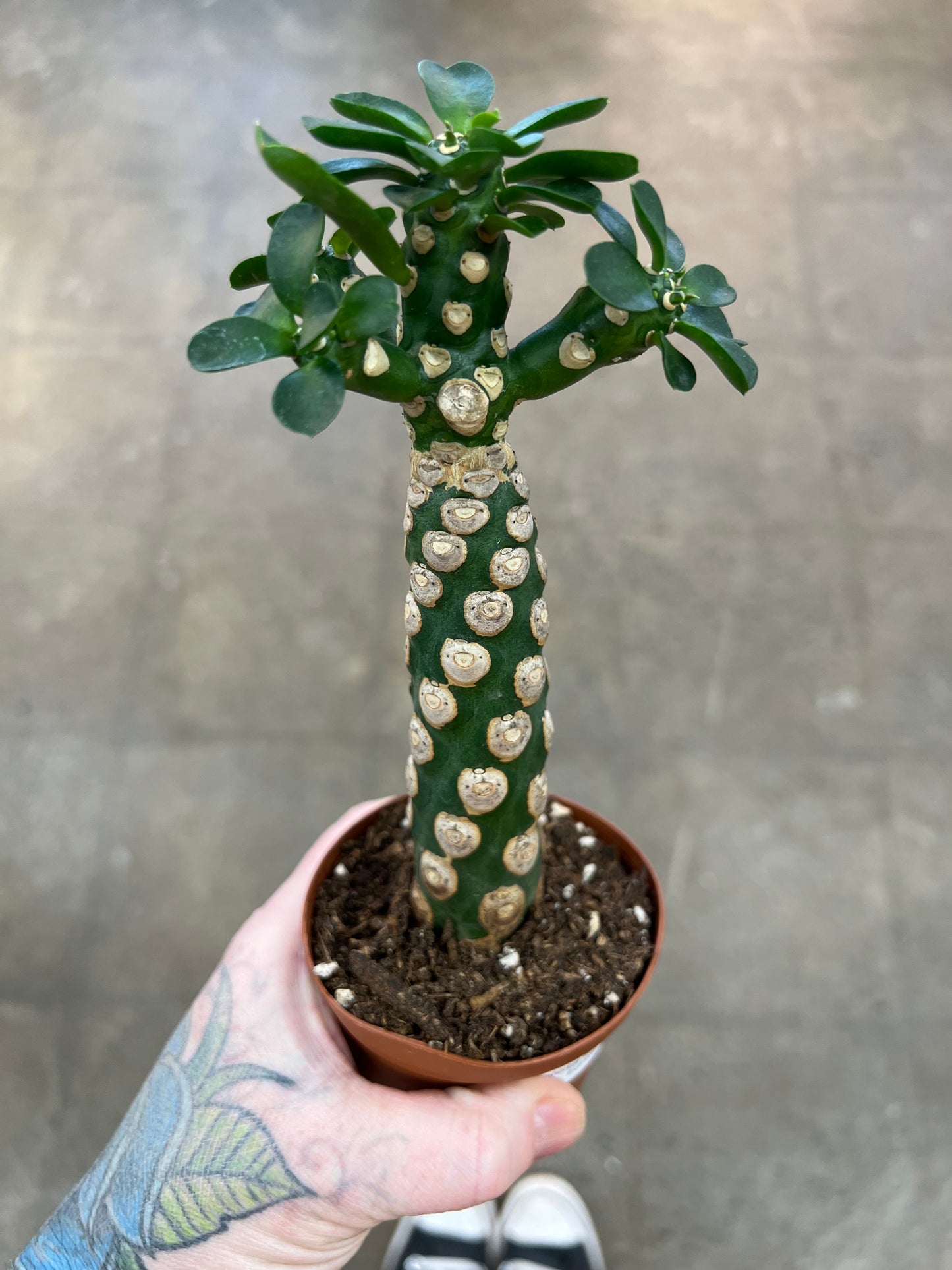 Euphorbia Royleana Bois