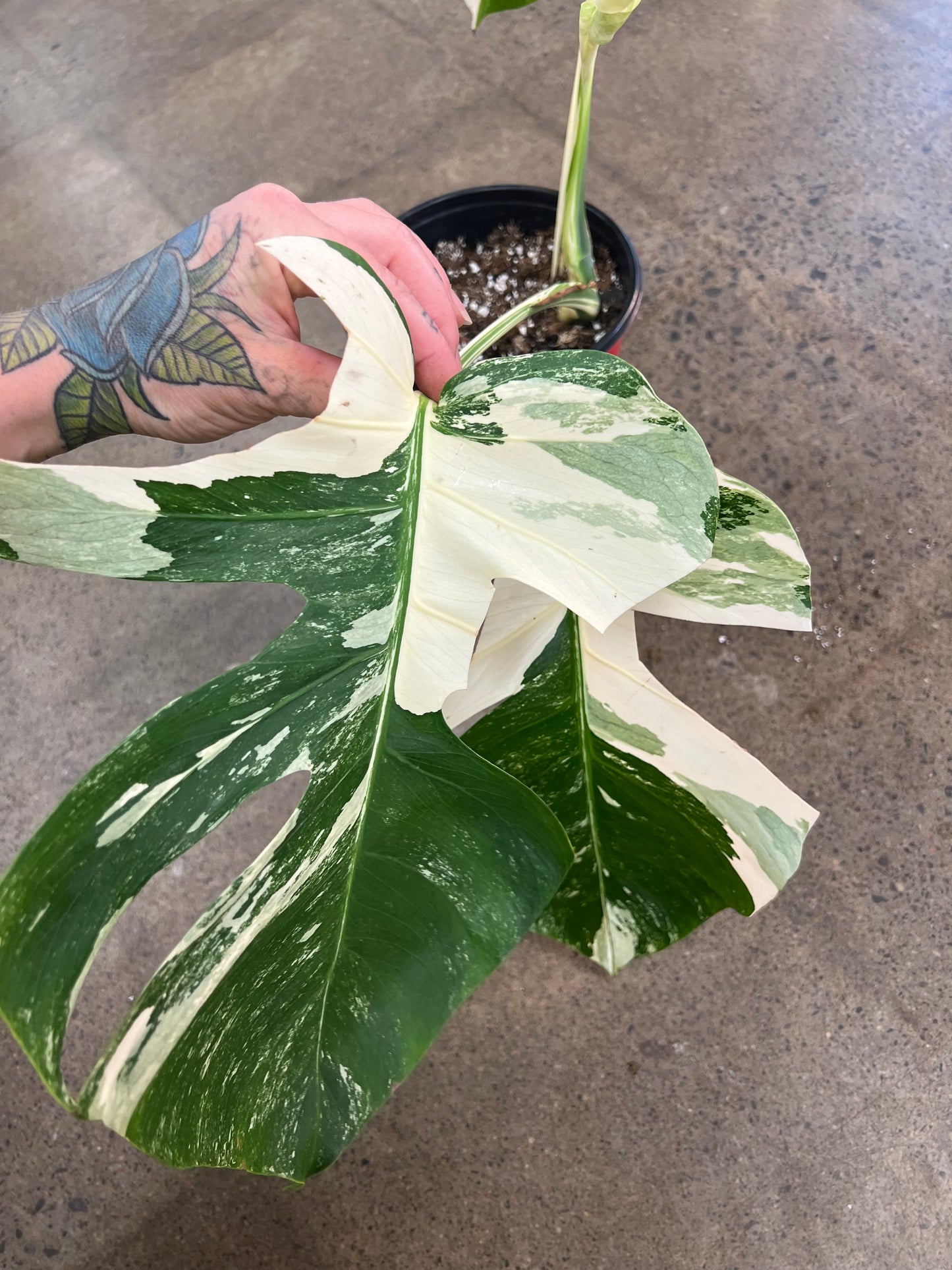 Monstera Albo #21