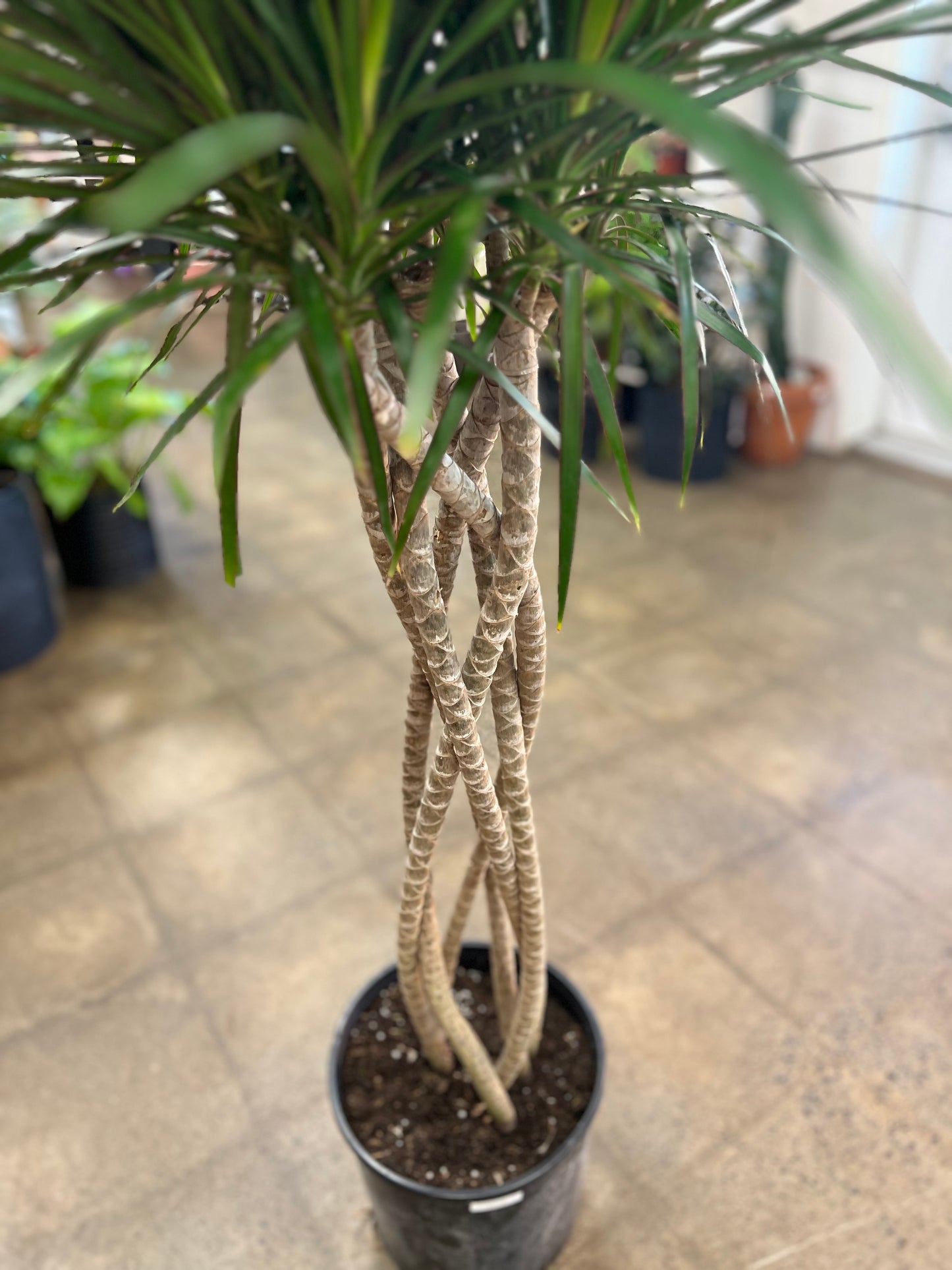 Dracaena Marginata Open weave